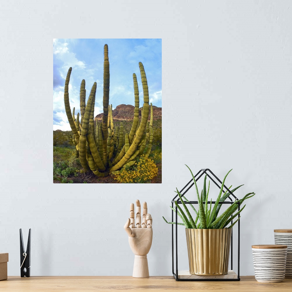 A bohemian room featuring Organ Pipe Cactus (Stenocereus thurberi) Arizona