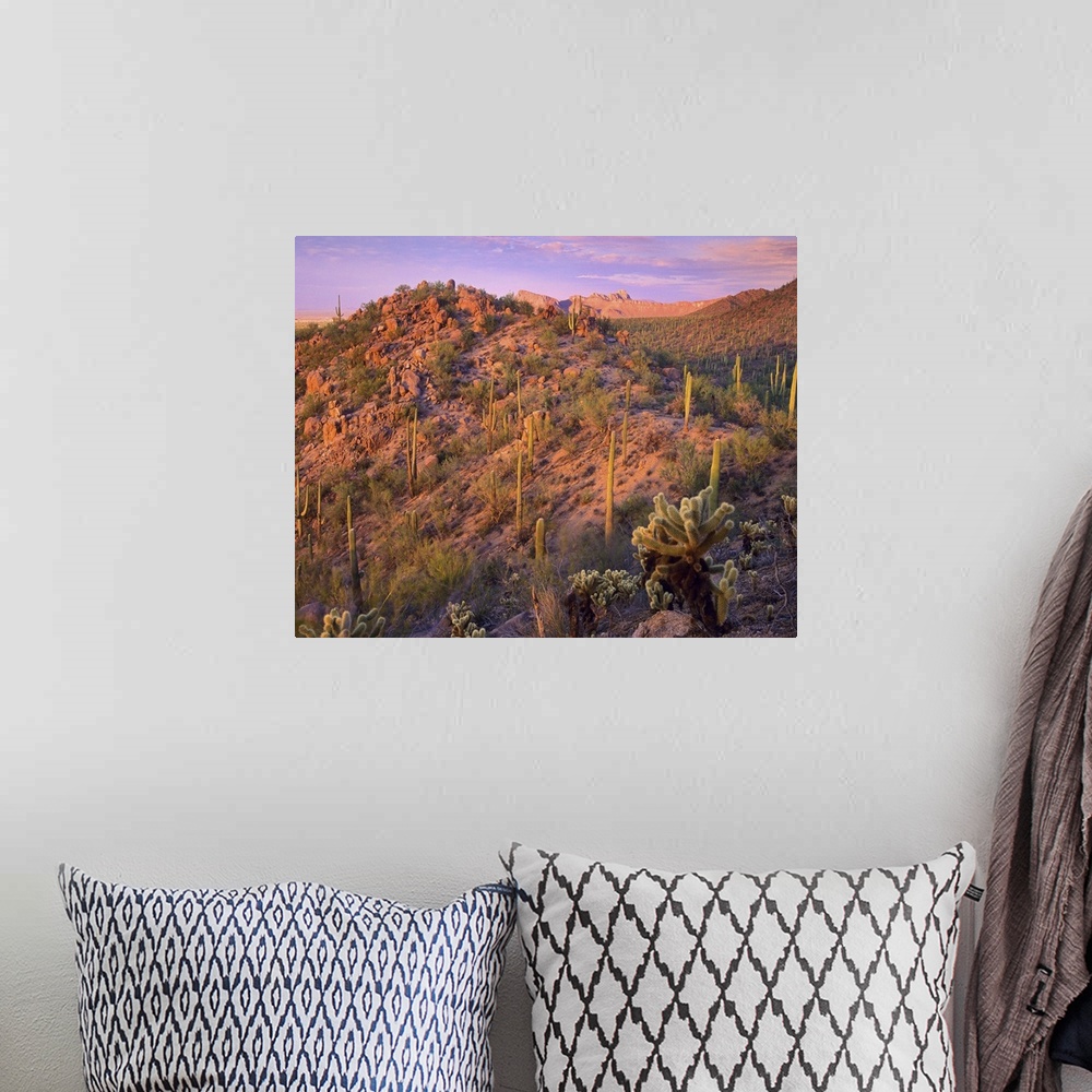 A bohemian room featuring Panther and Safford Peaks covered with Saguaro  and Teddybear Cholla Saguaro