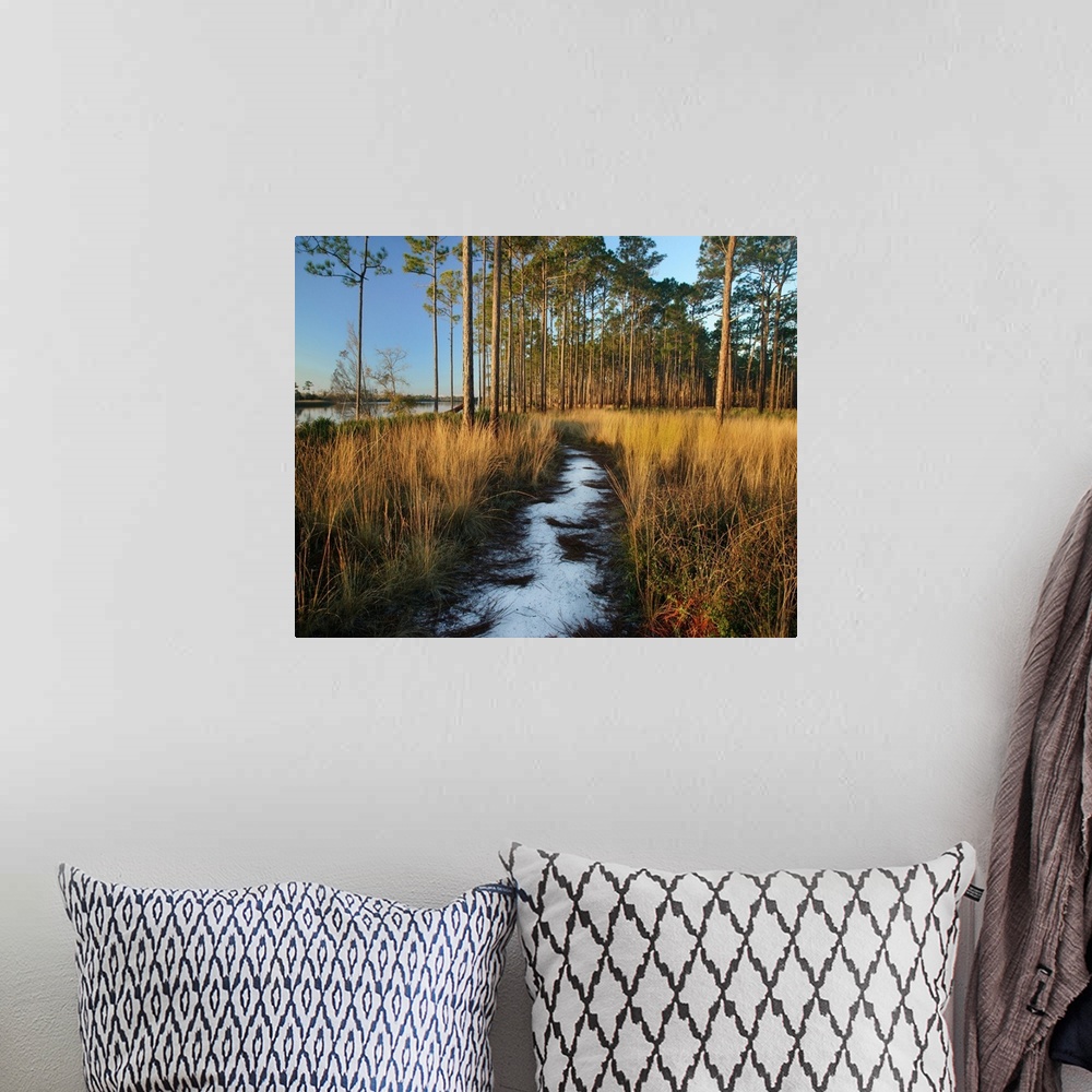 A bohemian room featuring Path through grasses and pines near marsh, Saint George Island, Florida