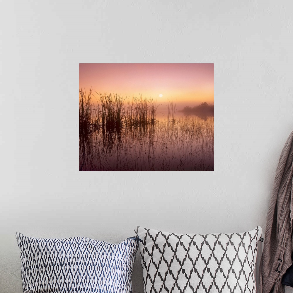 A bohemian room featuring Reeds reflected in Sweet Bay Pond at sunrise, Everglades National Park, Florida