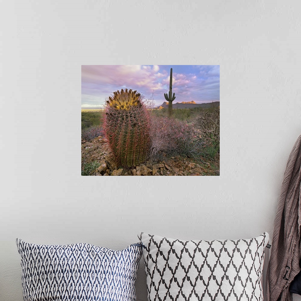 A bohemian room featuring Saguaro and Giant Barrel Cactus, Saguaro National Park, Arizona