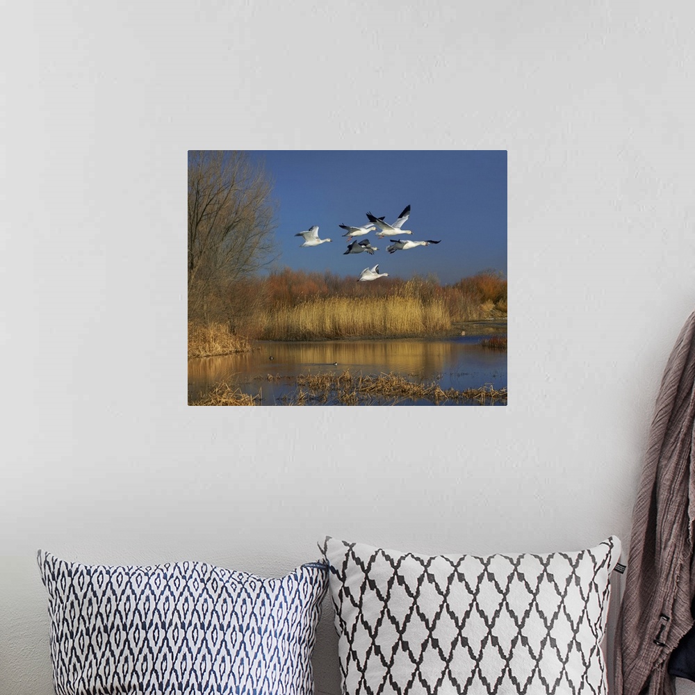 A bohemian room featuring Snow Goose group flying over wetland, Bosque del Apache, New Mexico