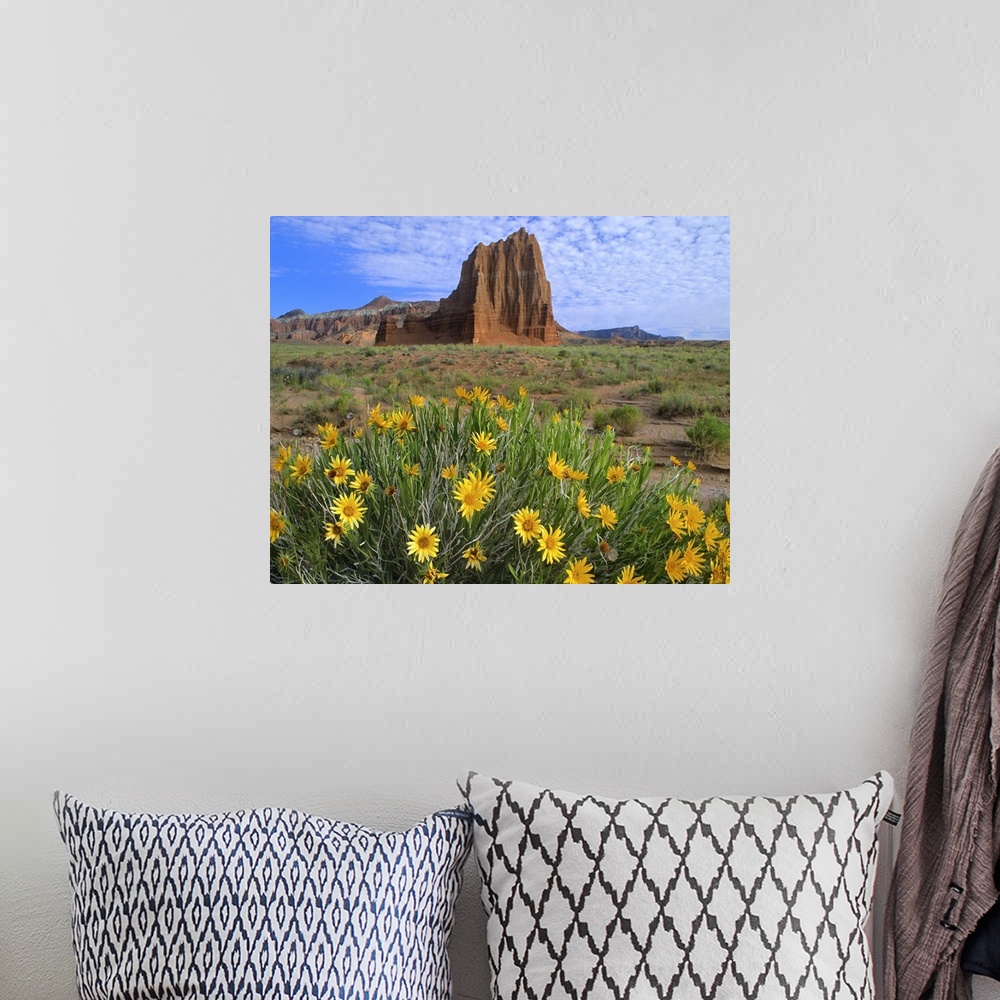 A bohemian room featuring Temple of the Sun with Common Sunflowers, Capitol Reef National Park, Utah