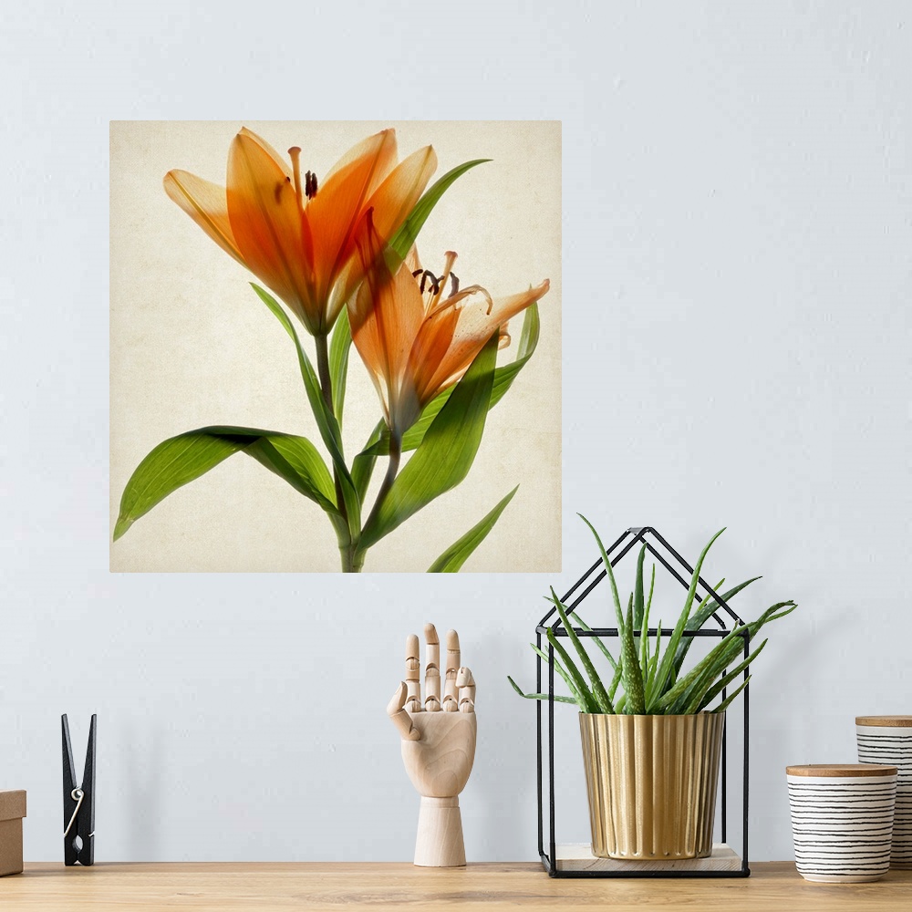 A bohemian room featuring Bright Lily A
