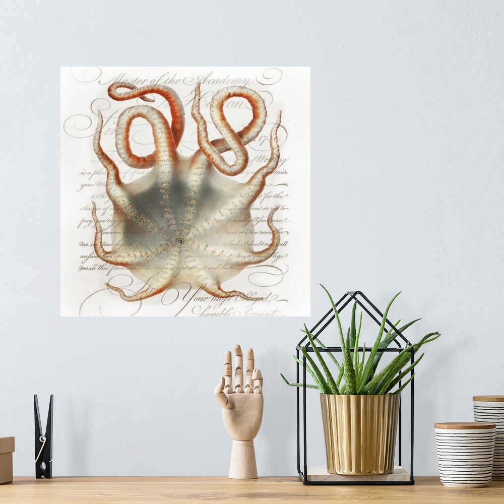 A bohemian room featuring A vintage paint brush rendition of Velodona octopus illustration from Deutschen Tiefsee-Expeditio...