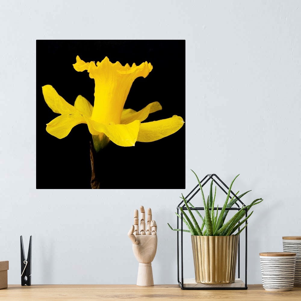 A bohemian room featuring Yellow Trumpet