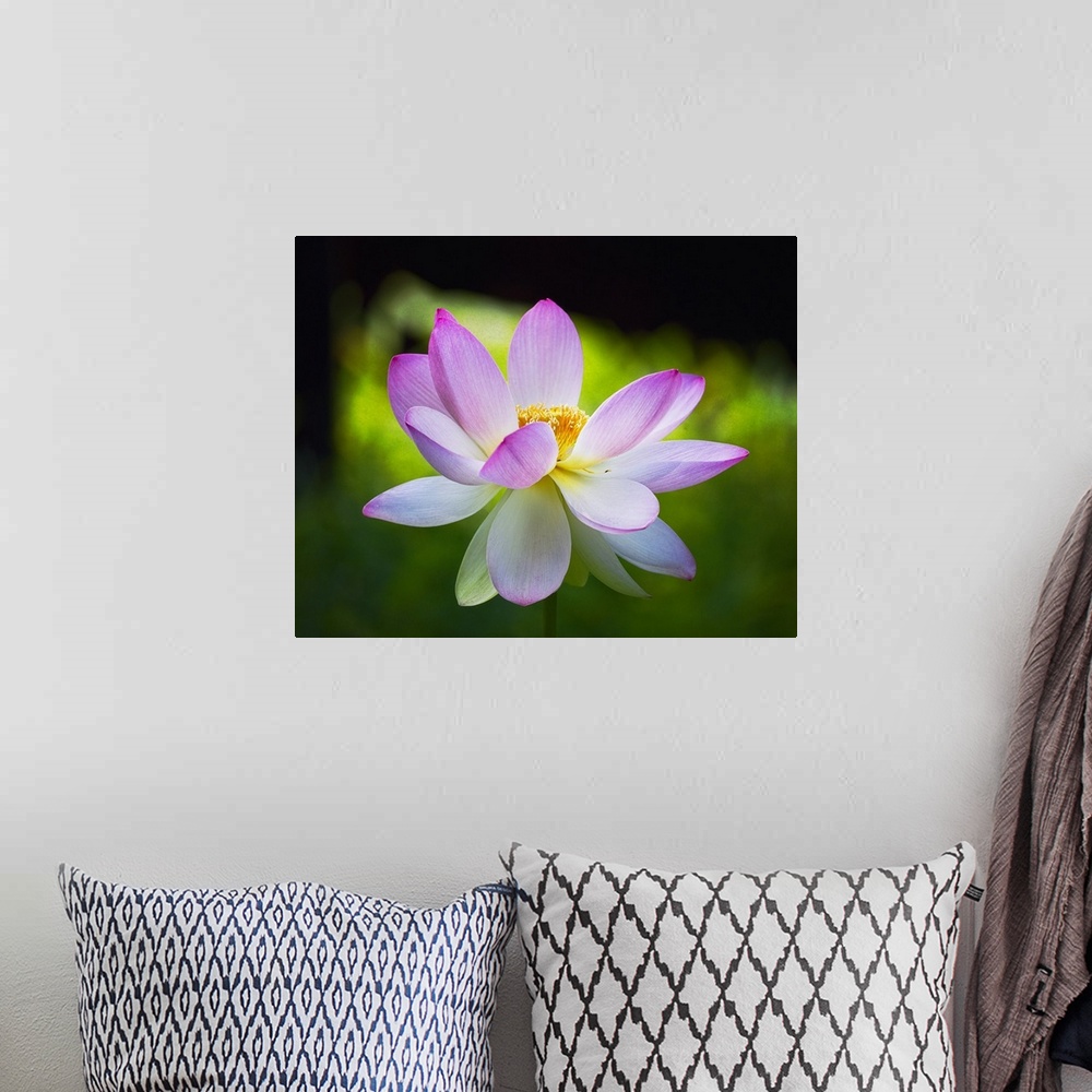 A bohemian room featuring A photograph of a close-up of a pink lotus in bloom.