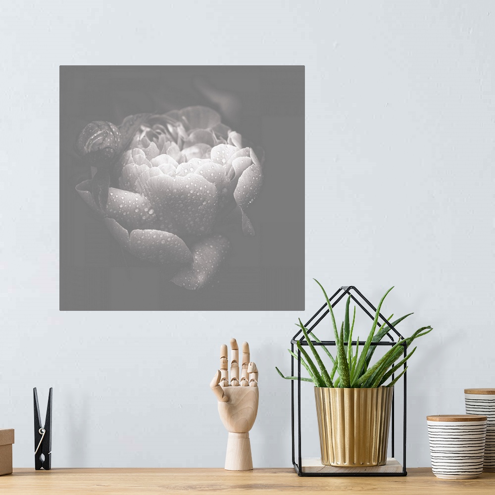 A bohemian room featuring Muted black and white square photograph of a rose covered in water droplets.