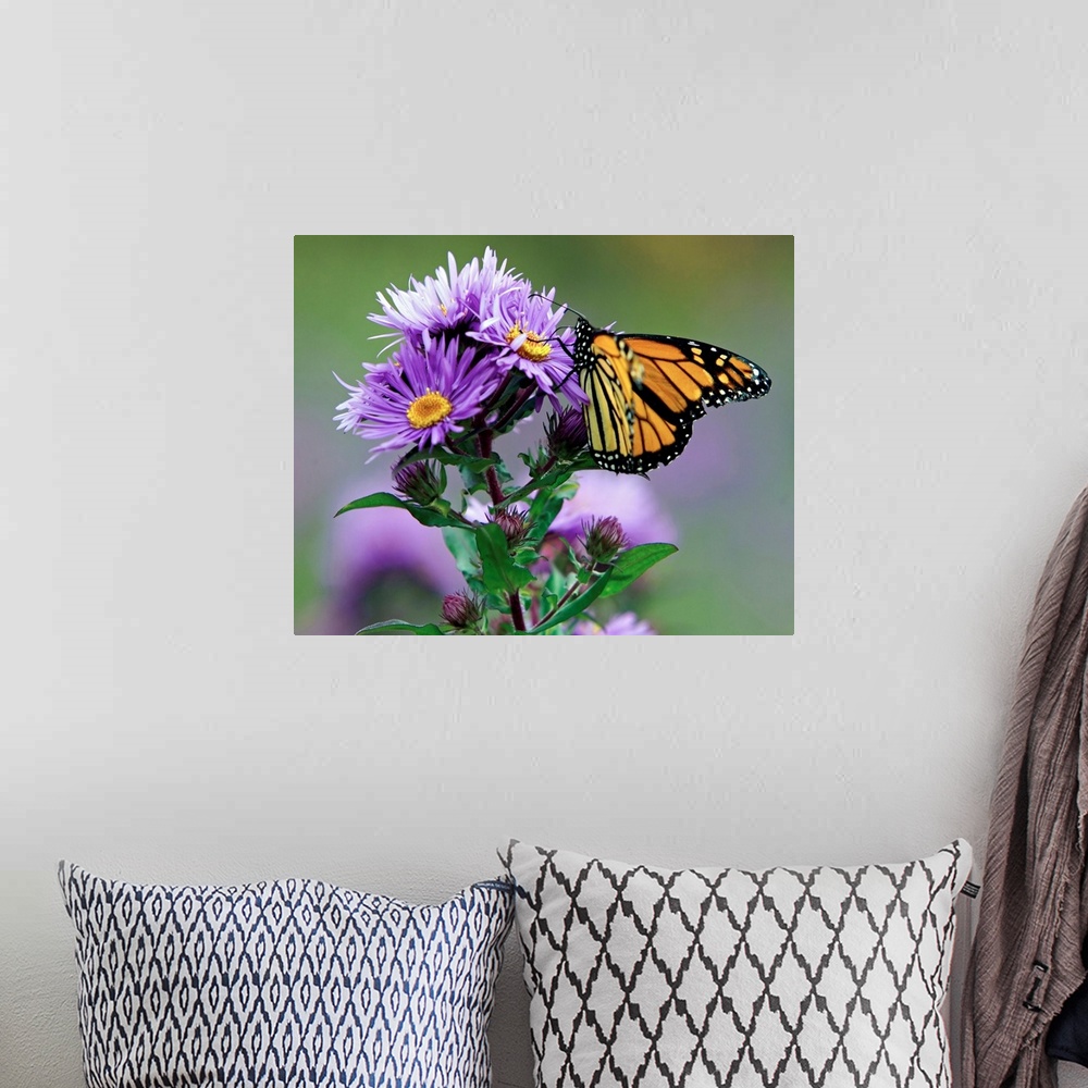 A bohemian room featuring Autumn butterfly feeding on a wildflower.