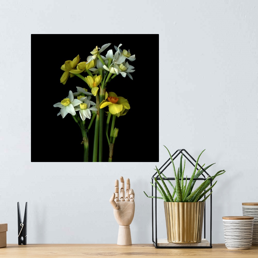 A bohemian room featuring Daffodils