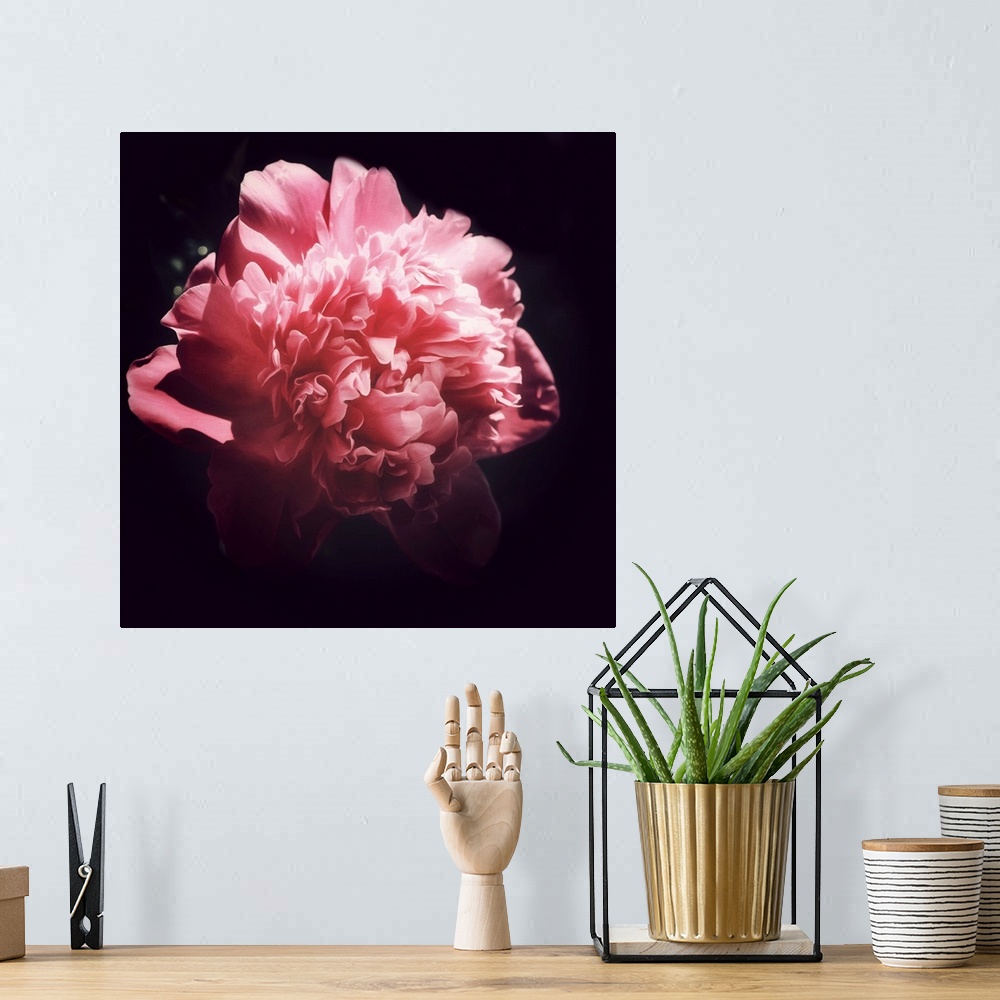 A bohemian room featuring Peony close-up on a black background