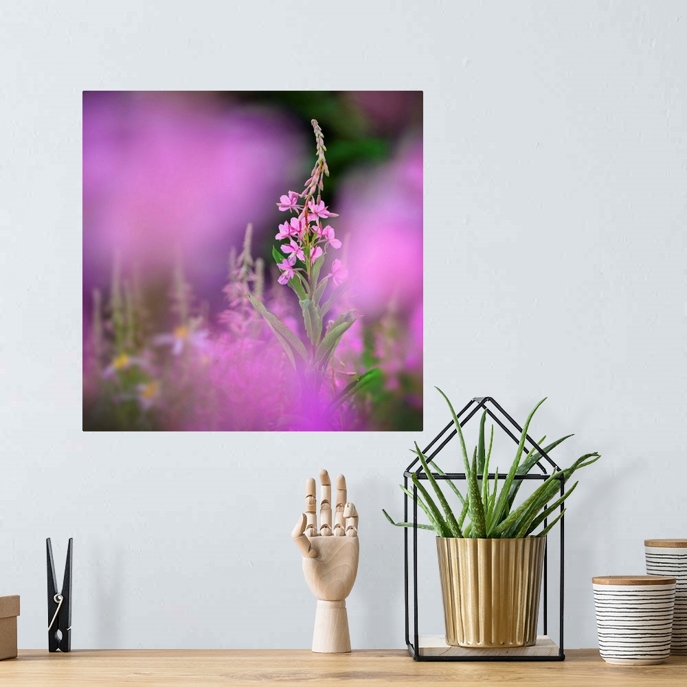 A bohemian room featuring Fine art photo of a fireweed growing in a field in British Columbia, Canada.