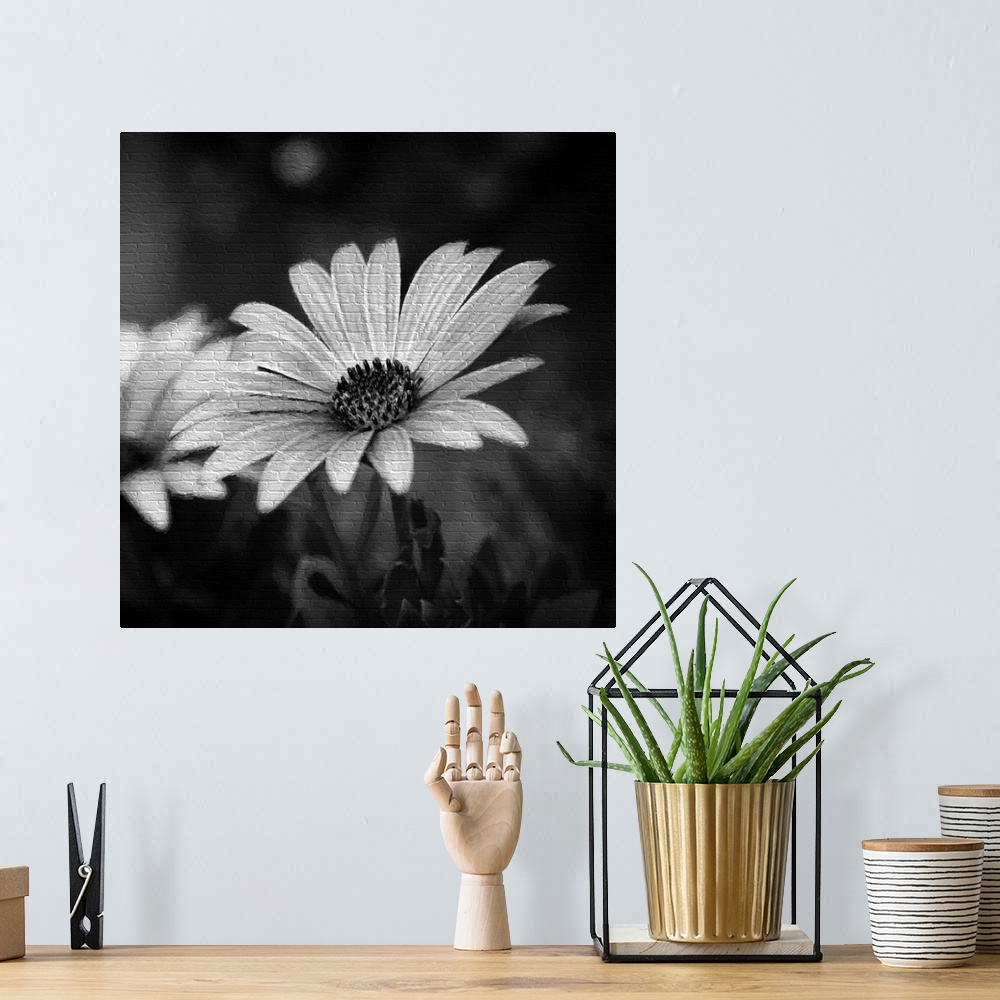 A bohemian room featuring A black and white photograph of a close-up of a flower.