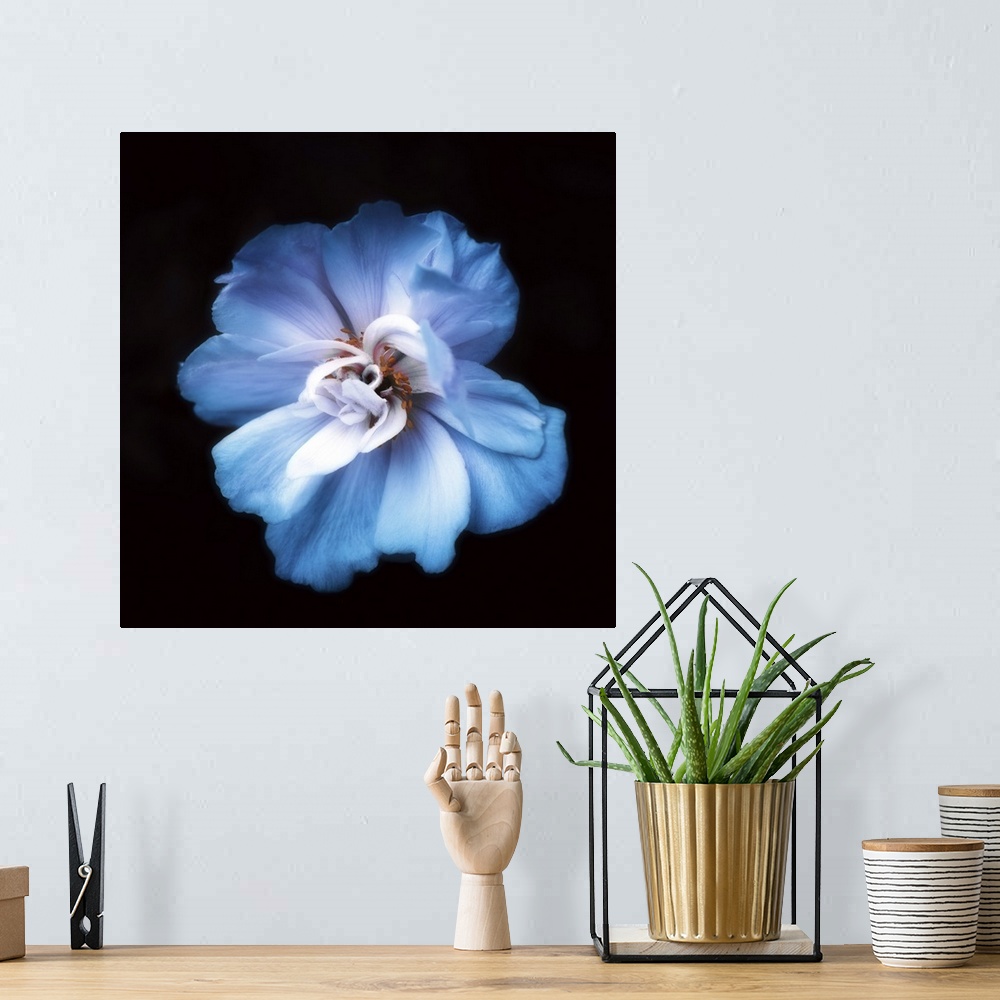 A bohemian room featuring Close-up of a blue anemone.