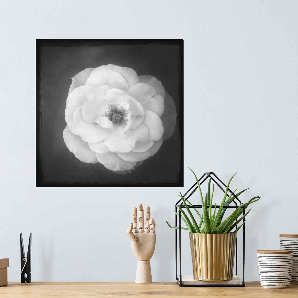 A bohemian room featuring Close up of a rose in black and white with a photo texture