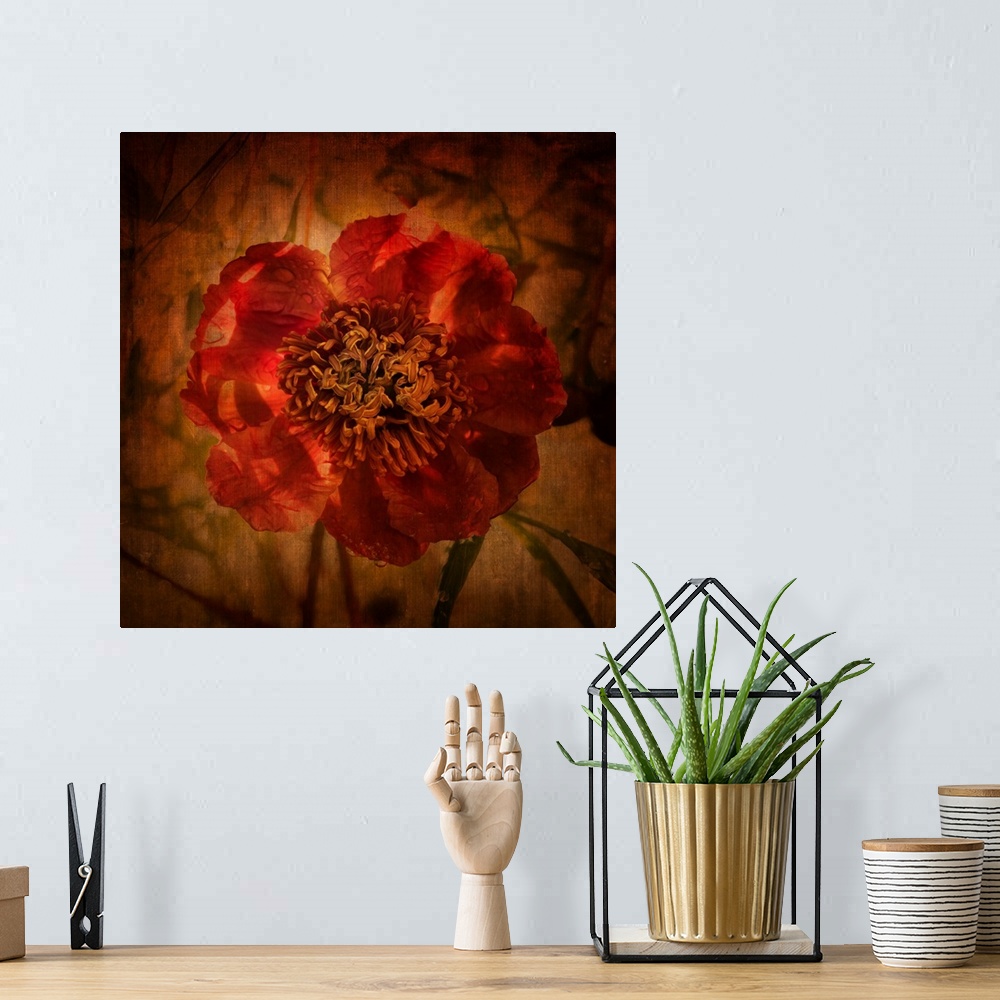 A bohemian room featuring Artist photograph of a close-up of a red flower.