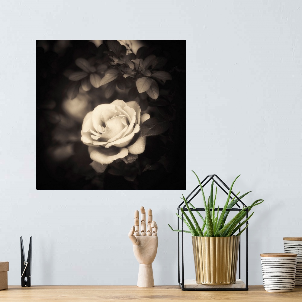 A bohemian room featuring A white rose on a black background