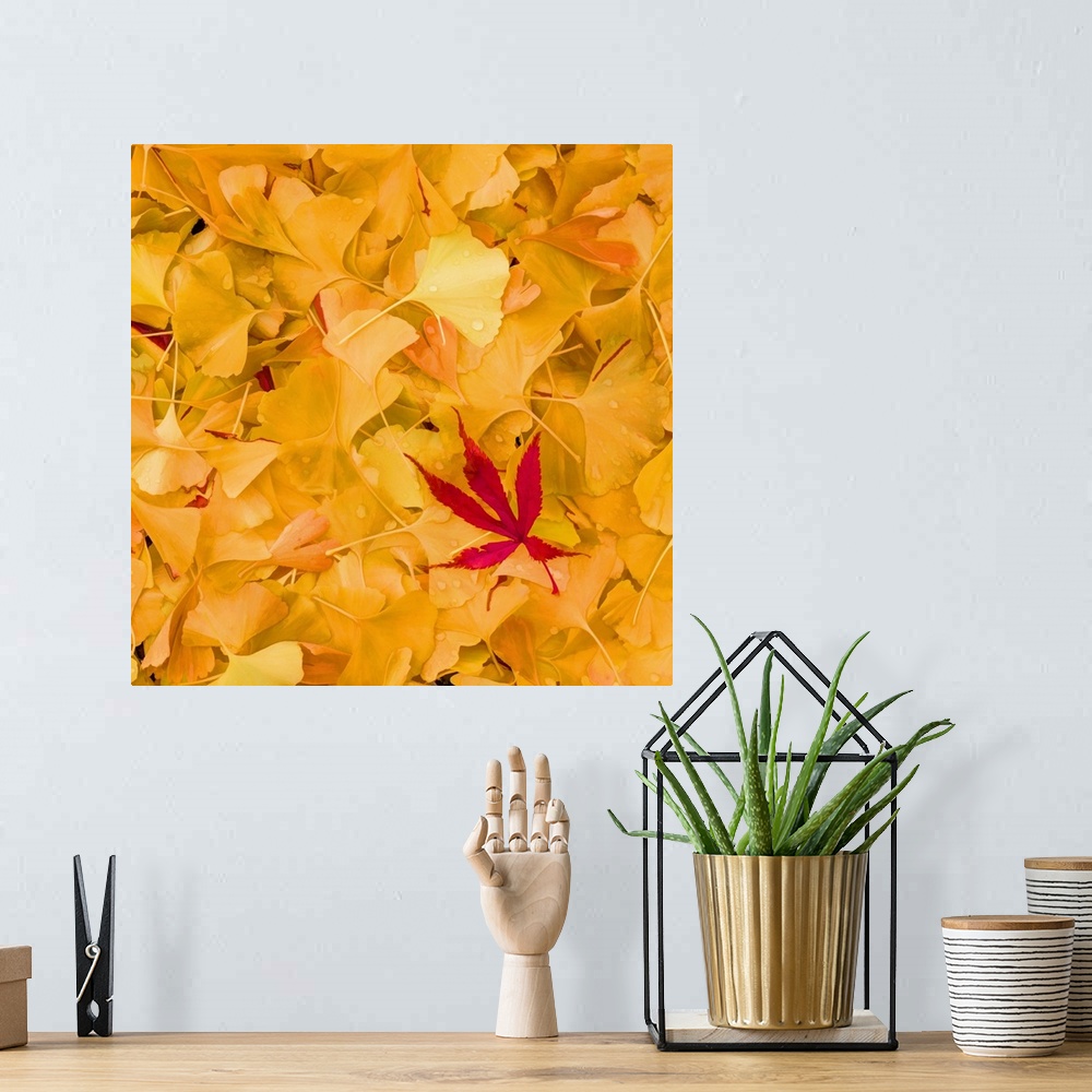 A bohemian room featuring A group of red maple and yellow gingko leaves on the ground.