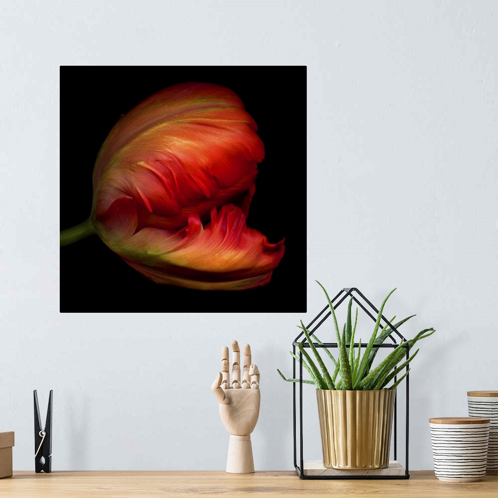A bohemian room featuring Close-up side view of an exotic red parrot tulip.