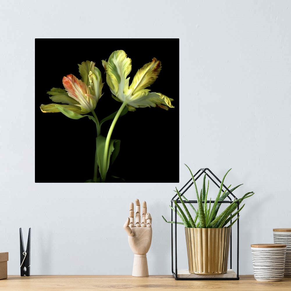 A bohemian room featuring Dramatic parrot tulips