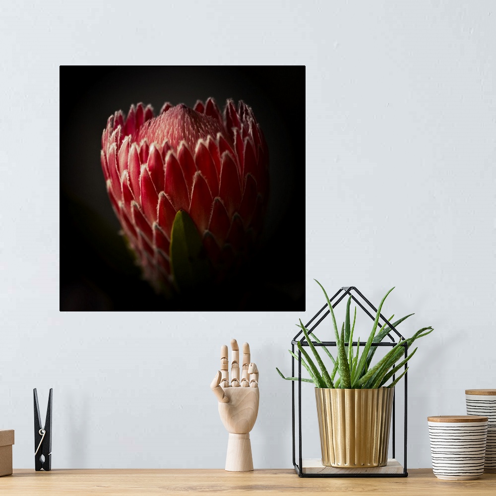 A bohemian room featuring Close Up View of a Protea Flower.