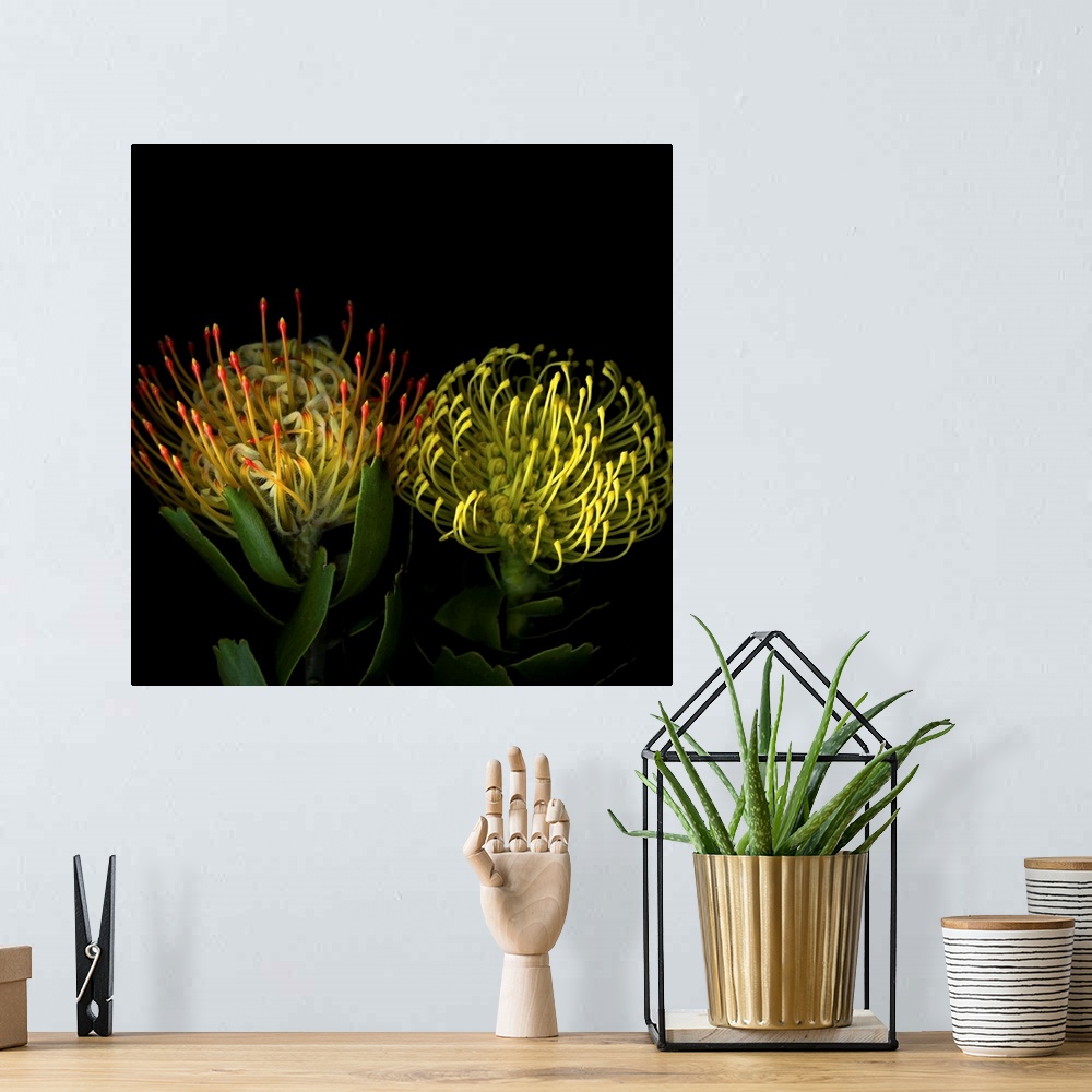 A bohemian room featuring Two protea blossoms against a dark background.