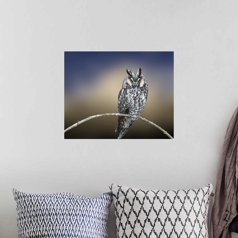 A bohemian room featuring Creative image of Great Horned Owl