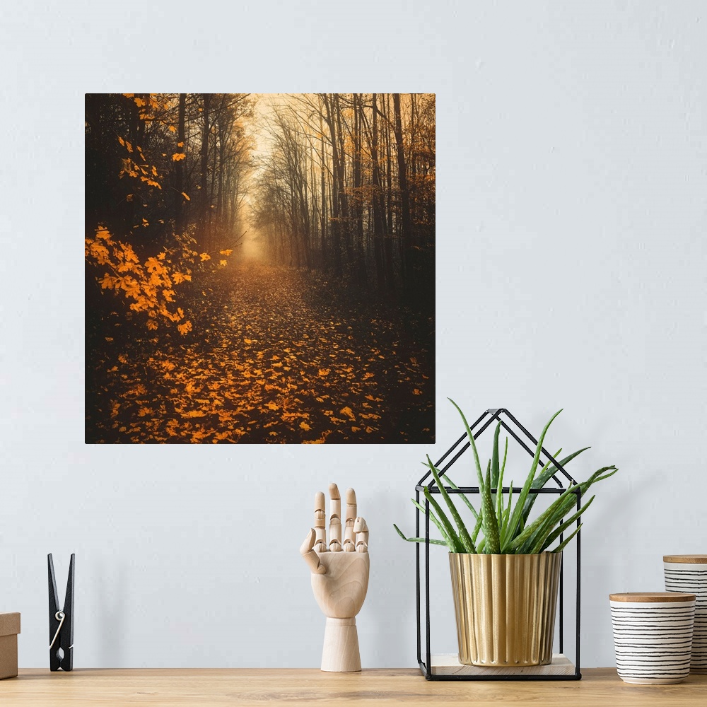 A bohemian room featuring Path in the forest during autumn