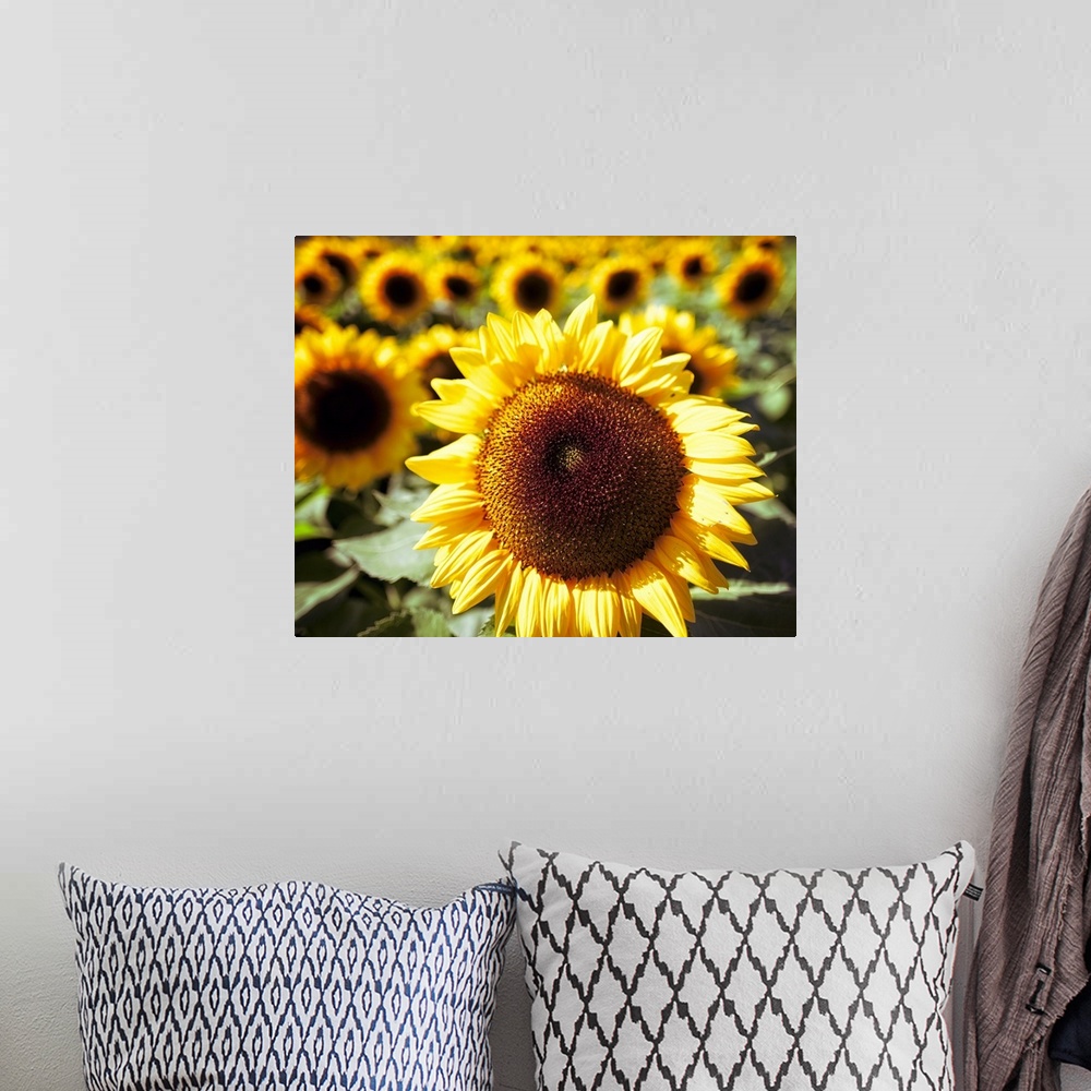 A bohemian room featuring Sunflower Head Close Up ina Field of Sunflowers.