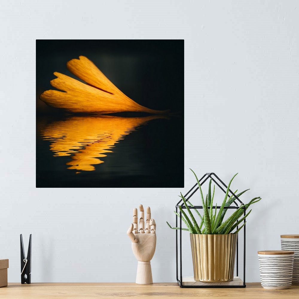 A bohemian room featuring Ginkgo leaf reflects in water