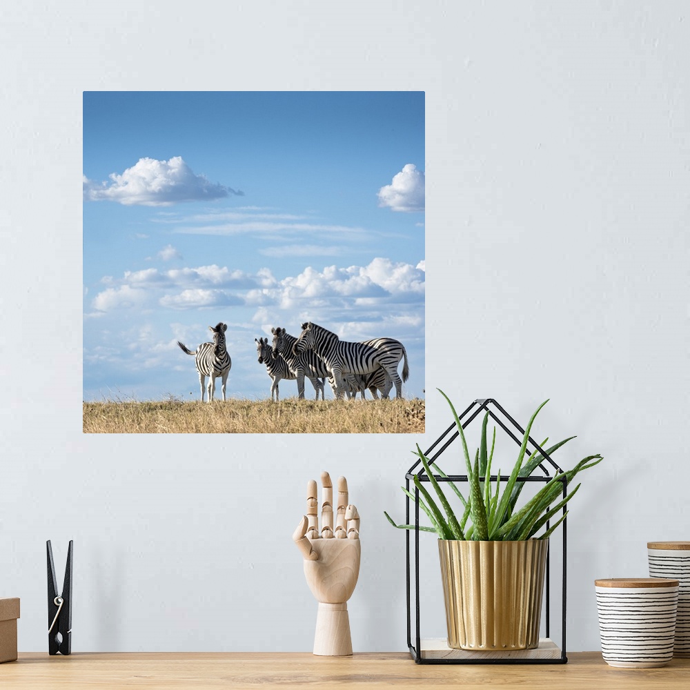 A bohemian room featuring Zebra in the grass backed by a blue sky.