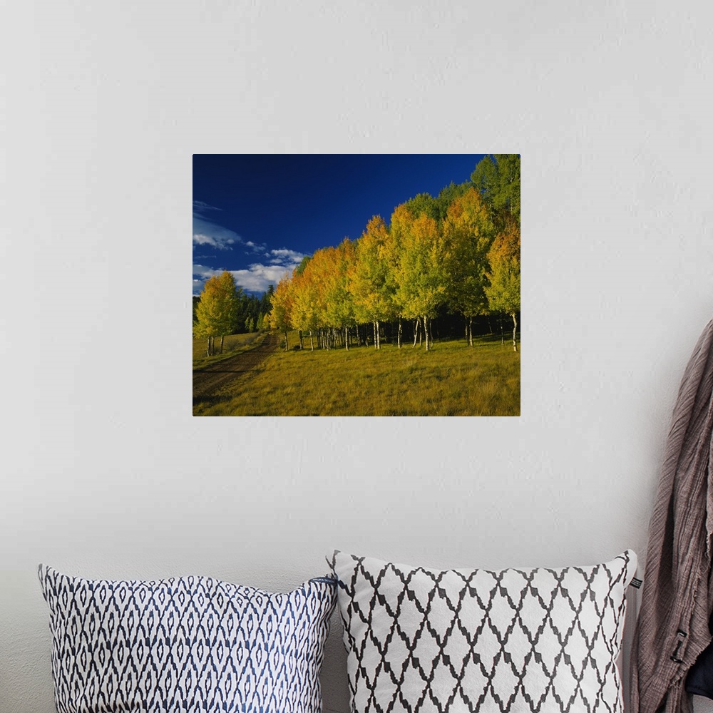 A bohemian room featuring Large, landscape photograph of a dirt road alongside a forest of autumn colored aspen trees, bene...