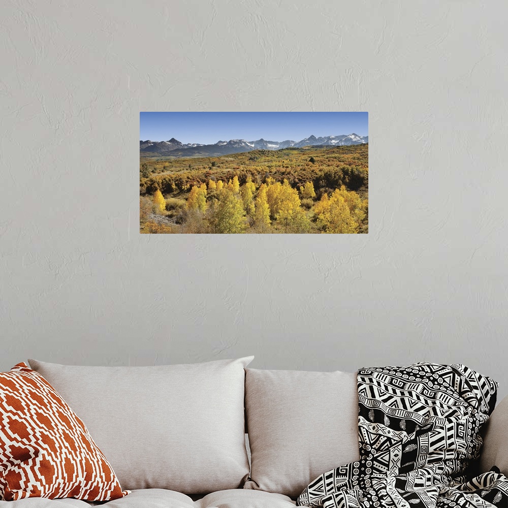 A bohemian room featuring Aspen trees in a forest with a mountain range in the background, Sneffels Range, Dallas Divide, C...