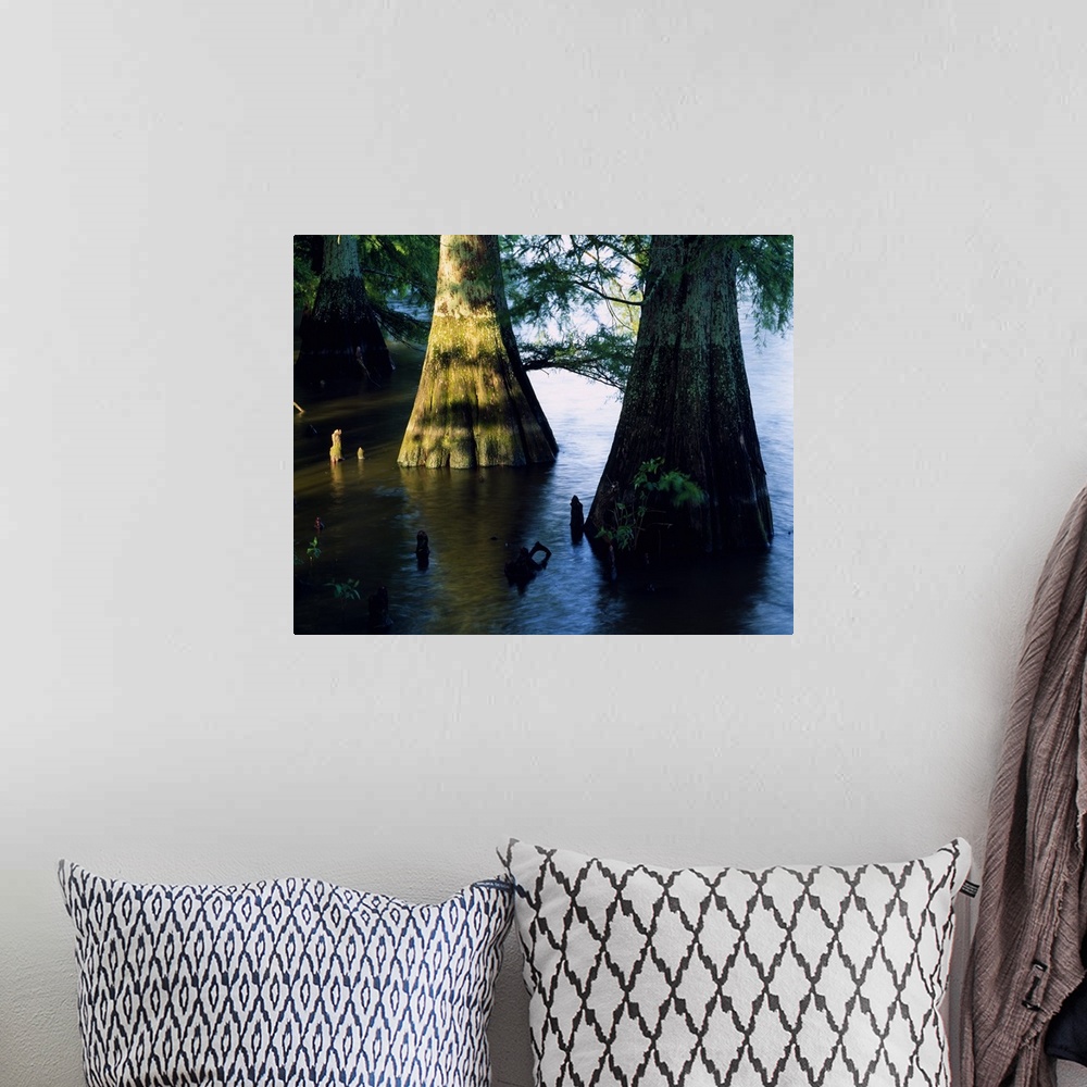 A bohemian room featuring Bald cypress trees (Taxodium distichum) in Lake Bolivar, close up, Mississippi