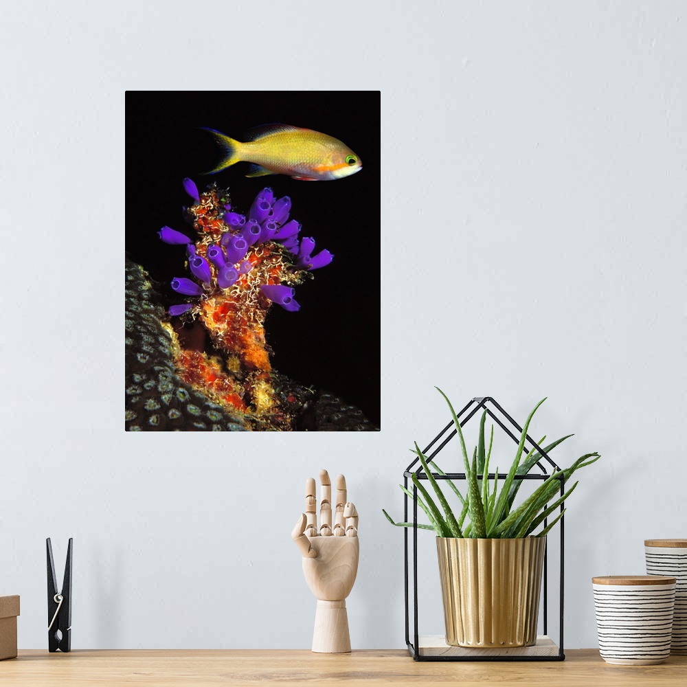 A bohemian room featuring Bluebell tunicate (Clavelina puertosecensis) and Anthias Fish (Pseudanthias lori) in the sea