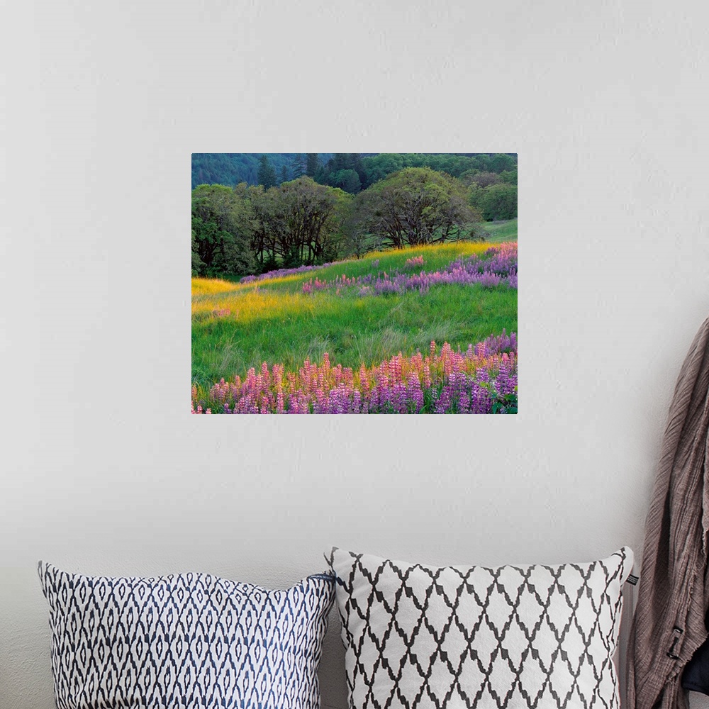 A bohemian room featuring Horizontal, large photograph of a grassy filed full of lupine flowers and oak trees.  A tree cove...
