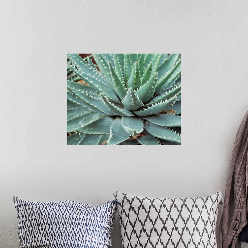 A bohemian room featuring Close-up of a cactus plant