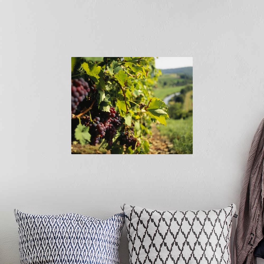 A bohemian room featuring Closely taken photograph of wine grapes still on the vines in a German vineyard.
