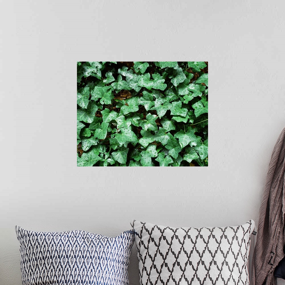 A bohemian room featuring Close-up of ivy leaves