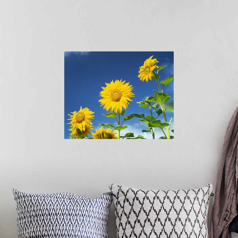 A bohemian room featuring Close up of sunflowers (Helianthus annuus), Japan