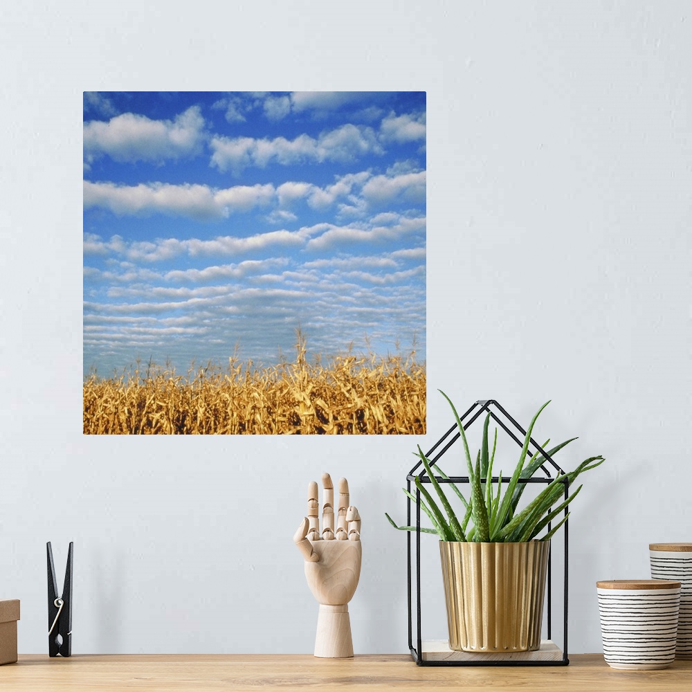 A bohemian room featuring Corn field, Waconia, MN, USA