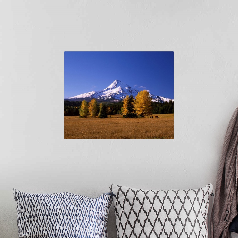 A bohemian room featuring Crop in a field with a mountain range in the background, Mt Hood, Upper Hood River Valley, Oregon...
