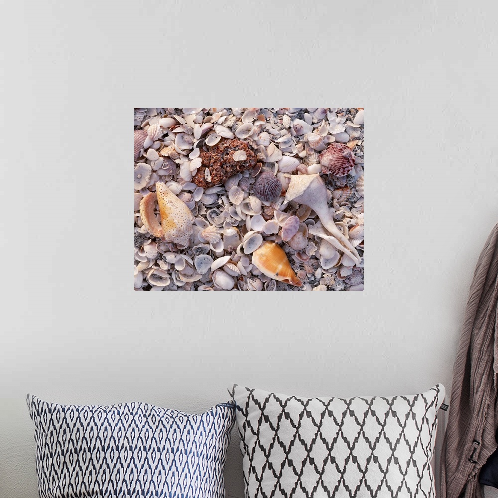 A bohemian room featuring Large photograph of assorted seashells in the sand on a beach in Sanibel Island, Florida in the G...
