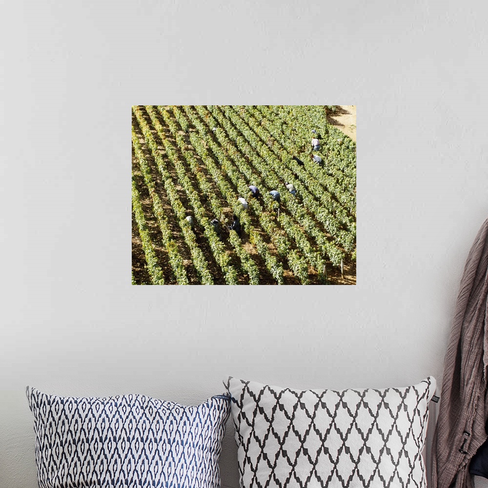 A bohemian room featuring High angle view of manual workers picking grapes in a vineyard, Burgundy, France