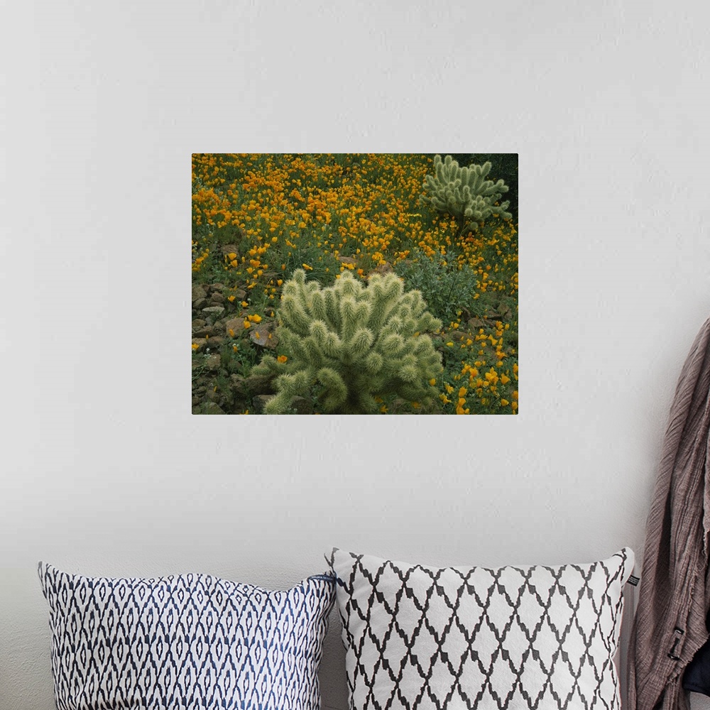 A bohemian room featuring High angle view of Mexican Gold Poppies (Eschscholzia mexicana) with Teddy Bear Cholla (Opuntia b...