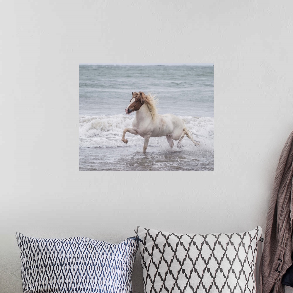 A bohemian room featuring Horse running on coastline, Iceland