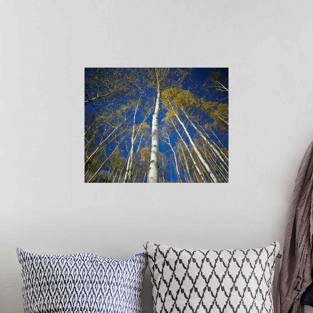 A bohemian room featuring Low angle view of birch trees, Iwate Prefecture, Tohoku Region, Japan