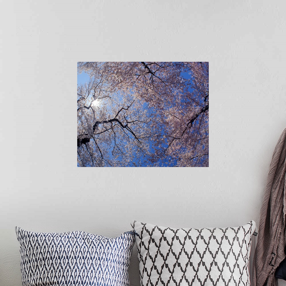 A bohemian room featuring Landscape, low angle photograph on a big canvas looking up through blooming cherry blossom trees ...