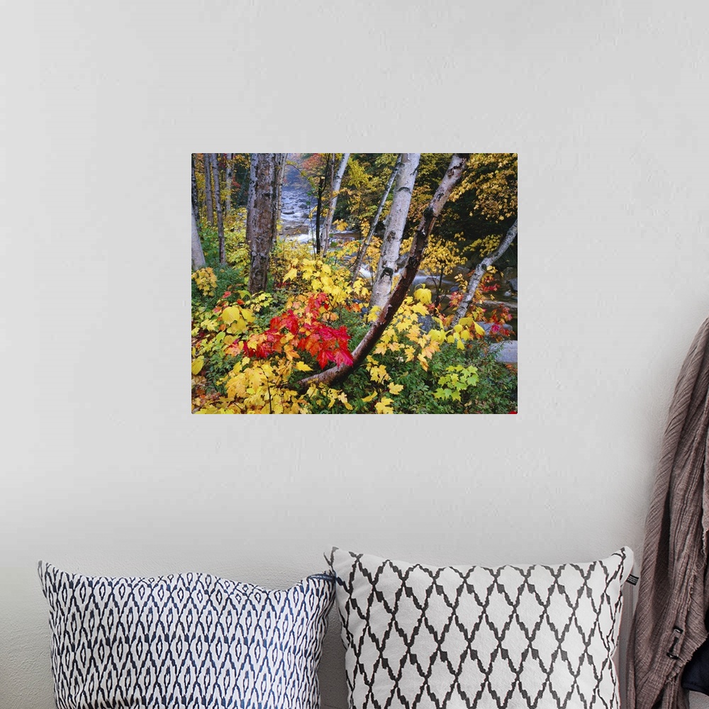 A bohemian room featuring Large canvas photo art of a thin autumn colored forest with a rocky and fast moving river running...