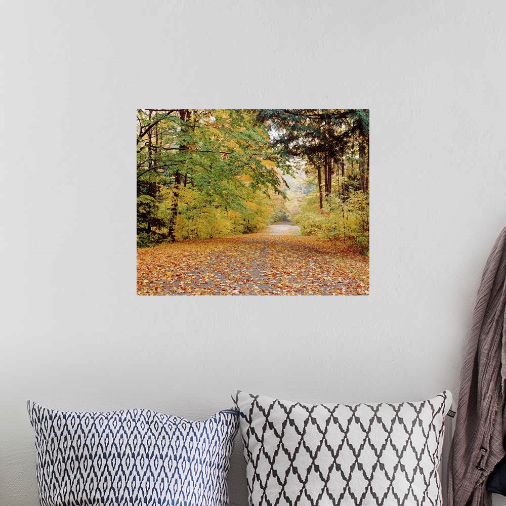 A bohemian room featuring Photograph of fallen autumn leaves on a roadway surrounded by fall trees in Chestnut Ridge State ...